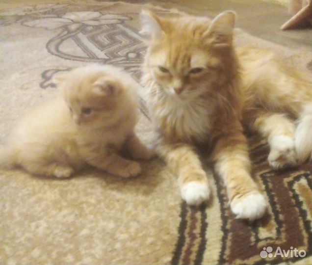 Отдам в добрые руки