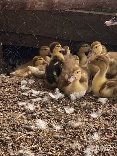 Мускусные утки индоутки индоутята