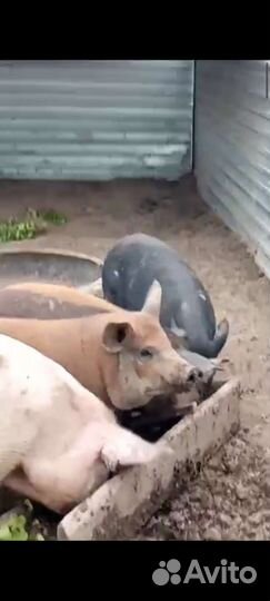 Поросята Королевские Кармалы