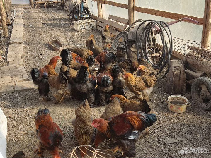 Петухи Брама,Кохи,Орпы,Цветные Породистые,Индоутки