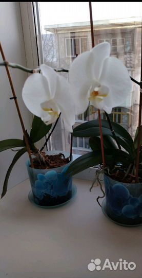 Орхидея фаленопсис