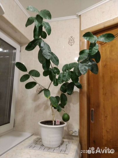 Лимон Павловский