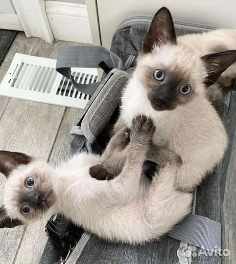 Котята сиамские