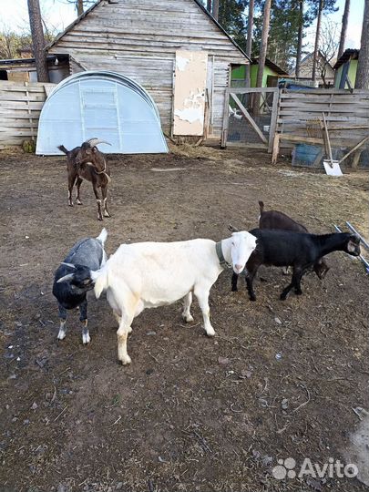 Козы ламанча