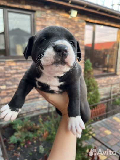 Щенки стаффорда