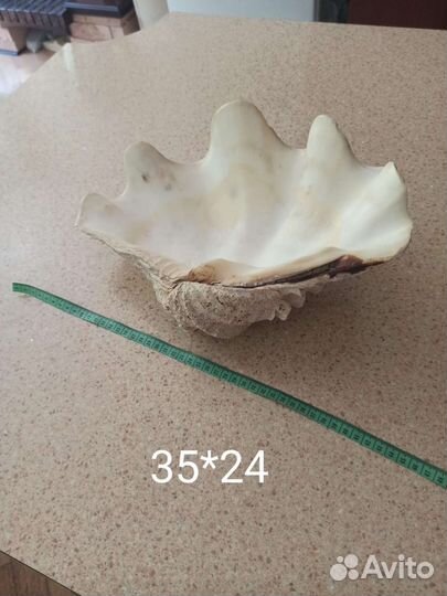 Ракушка из индийского океана