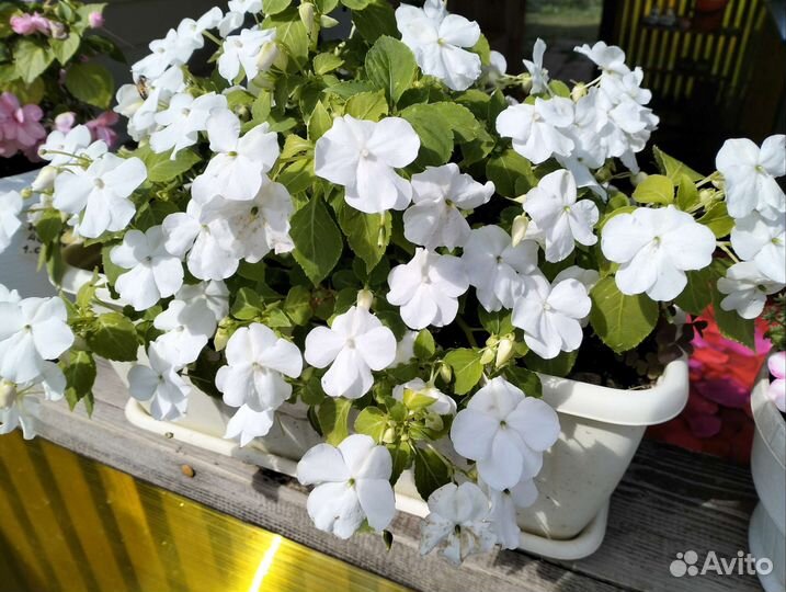 Бальзамины