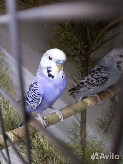 Волнистый попугай