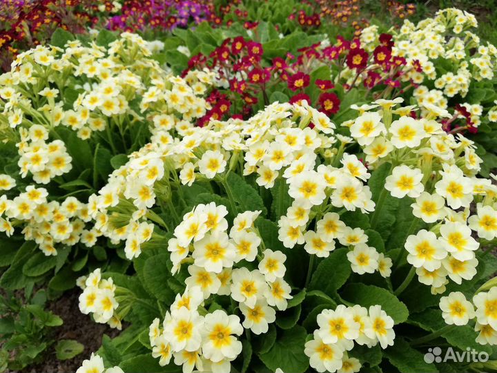 Примула полиантовая, мелкозубчатая,саженцы