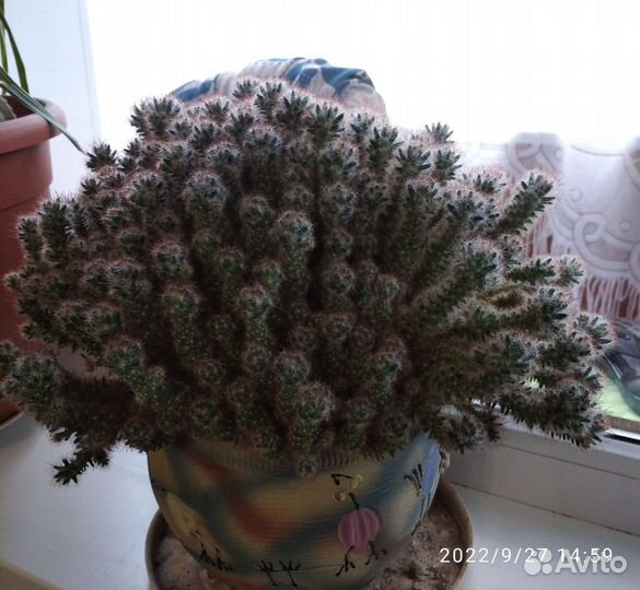 Кактус