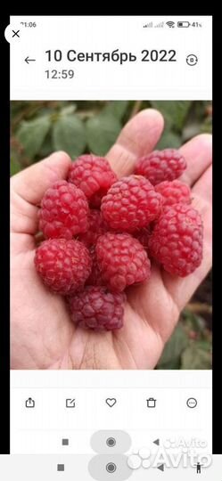 Ремонтантная малина