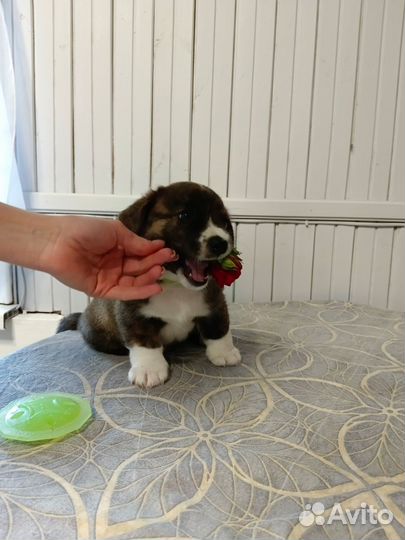 Щенки вельш корги кардиган