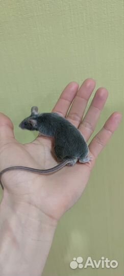 Декоративная мышь кудрявая