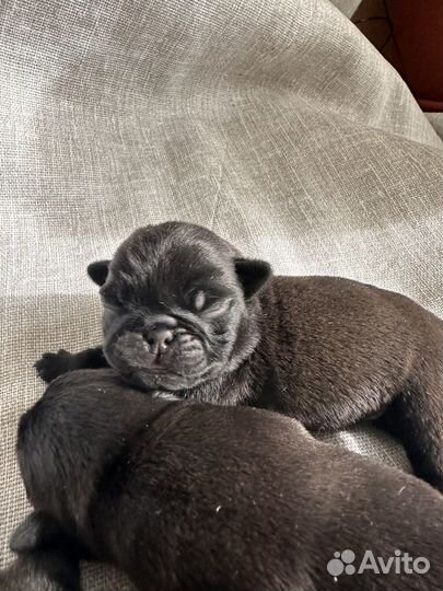 Щенки мопса