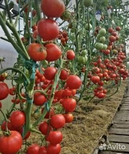 Рассада помидор