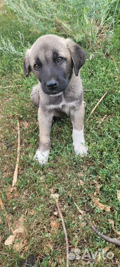 Продаются щенки