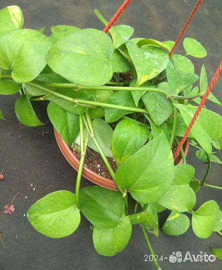 Сциндапсус эпипремнум