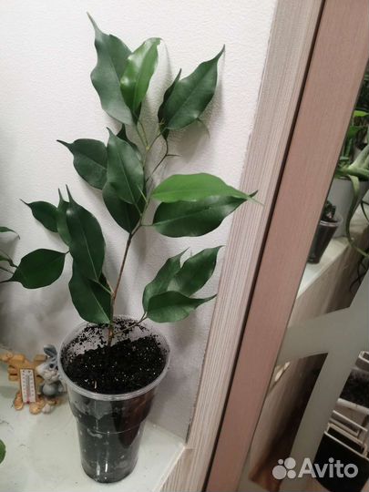 Фикус бенджамина