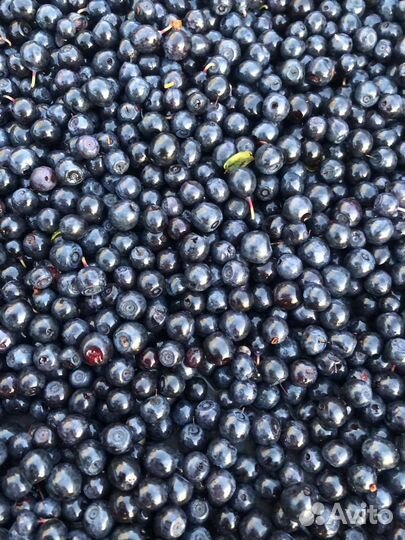 Черника свежая