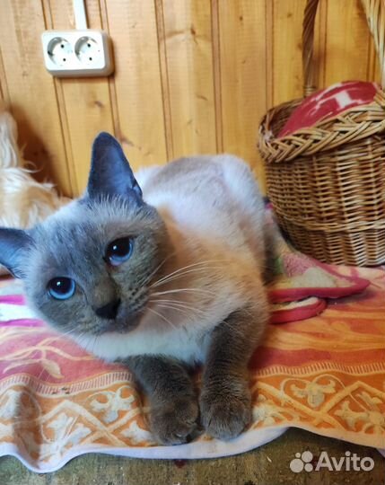 Красавица ищет дом