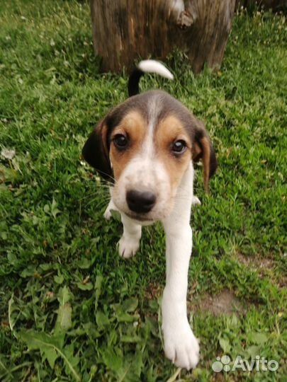 Щенок русская пегая гончая