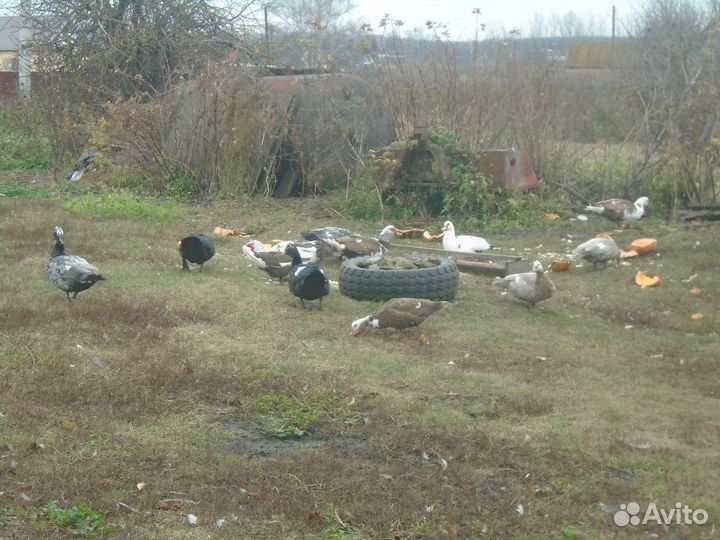 Мускатные утки