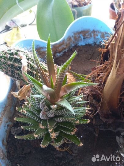 Кактусы и суккуленты