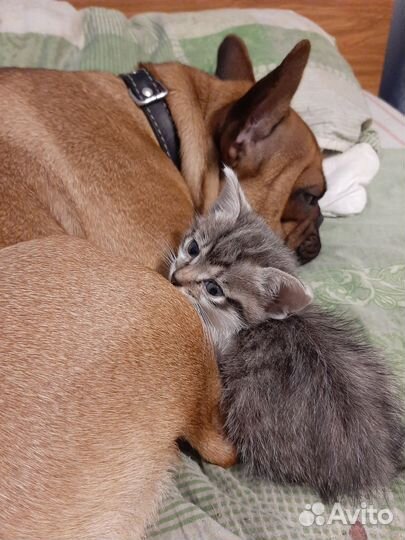 Котёнок в добрые руки