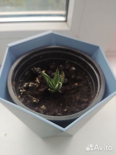 Цветочек в горшочке