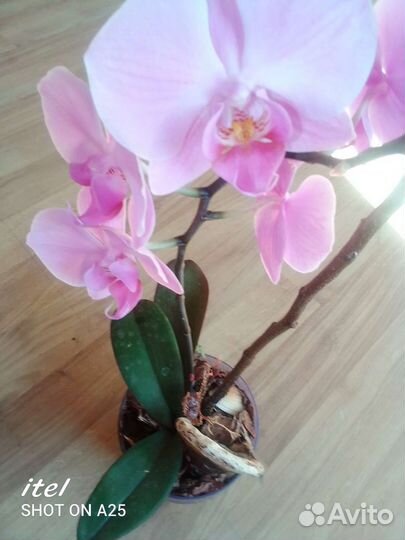 Орхидея фаленопсис