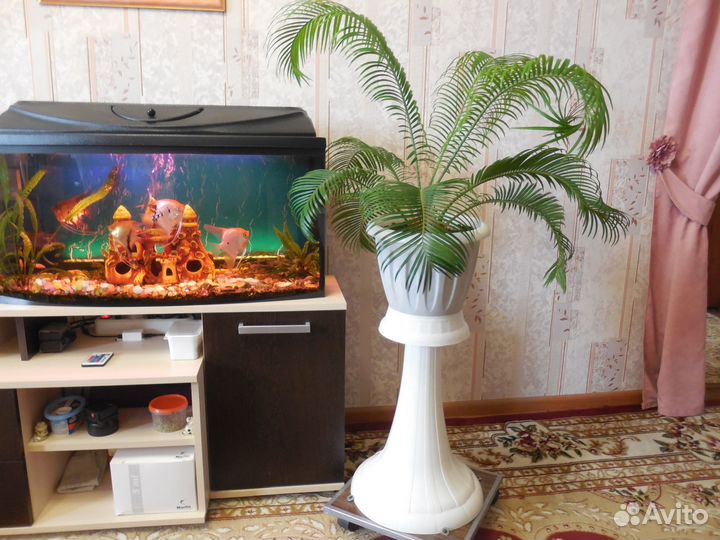 Цветы для офиса и дома, пальма - Цикас,фикус и.т.д