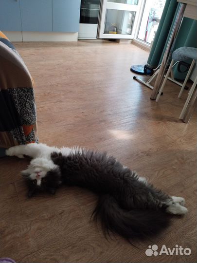 Коты в добрые руки. Кастрированы