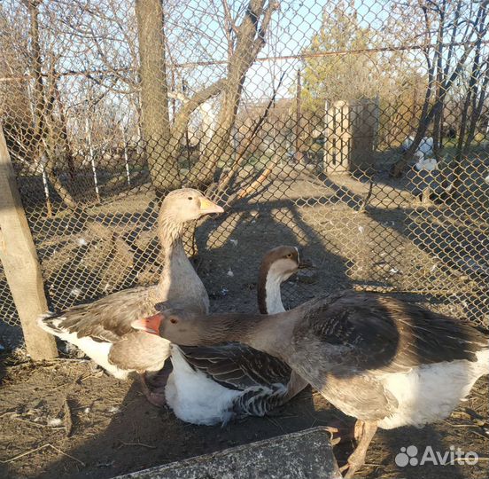 Яйцо гусиное