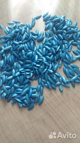 Супер ранние семена огурца