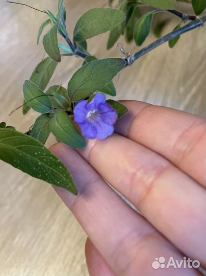 Комнатные цветы