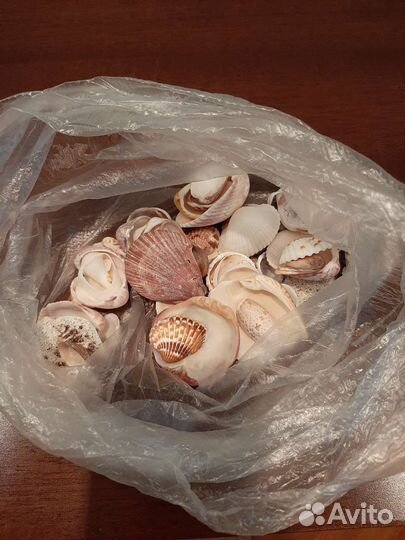 Ракушки пакетом