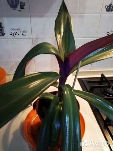 Комнатные растения