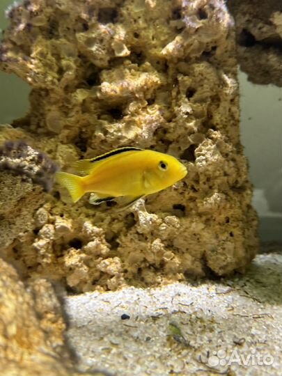 Лабидохромис еллоу