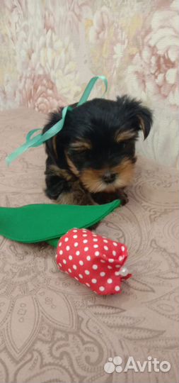 Йоркширский терьер щенки