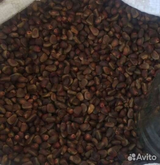 Кедровый орех