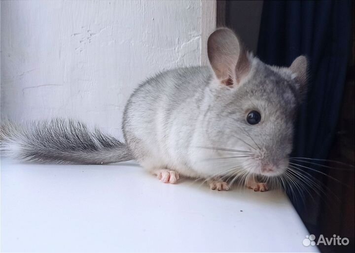 Шиншилла (мальчик)