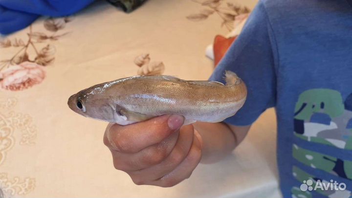 Морская рыбалка, прогулки