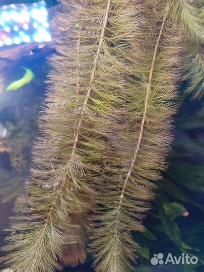 Аквариумные растения прополка