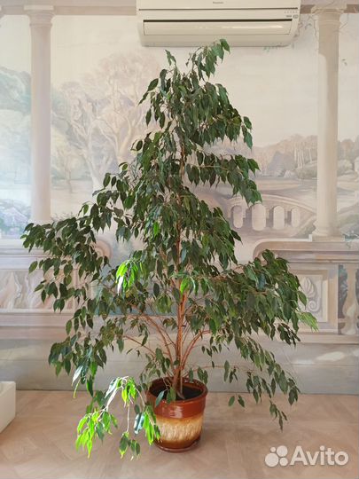 Растения для дома и офиса