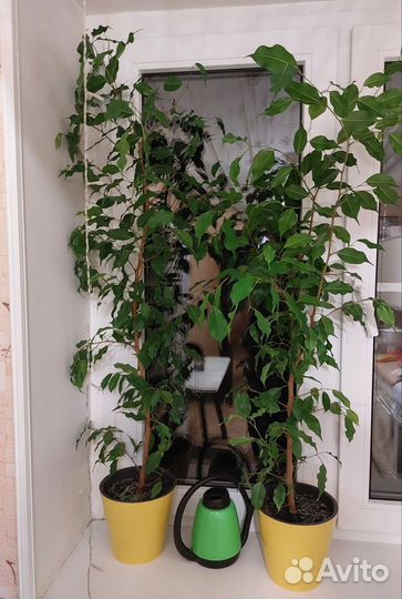 Фикус бенджамина