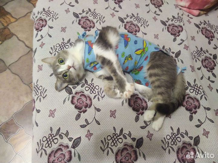 Кошка в дар