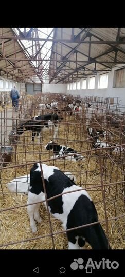 Тёлочки Телята