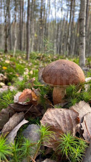 Участок 7,7 сот. (СНТ, ДНП)