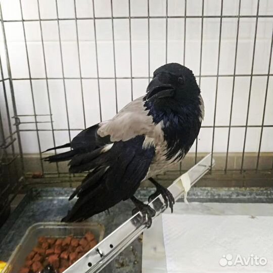 Ветеринарный врач