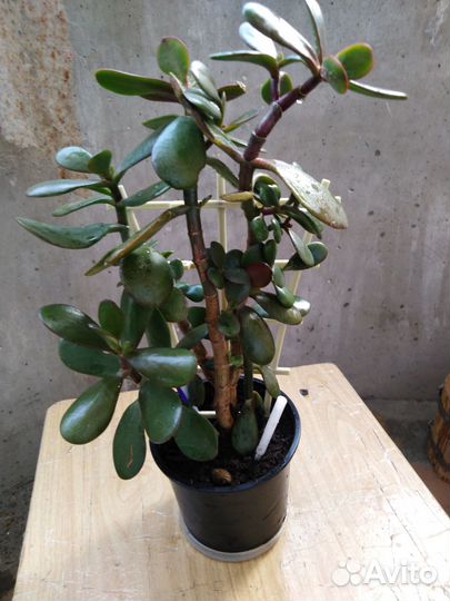 Толстянка, (денежное дерево)